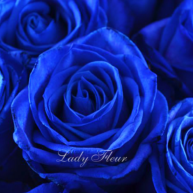 Синие розы «Пандора» 1