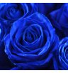 Синие розы «Пандора» 1