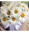  Композиция в коробке из садовых ромашек «Ты и я»