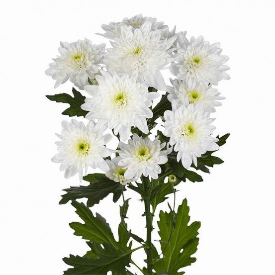 Кустовая хризантема Зембла белая