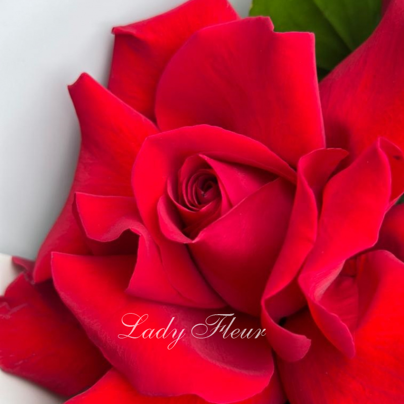 Красные французские розы «Лола» 2
