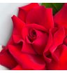 Красные французские розы «Лола» 2
