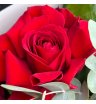 Красные французские розы «Лола» 3