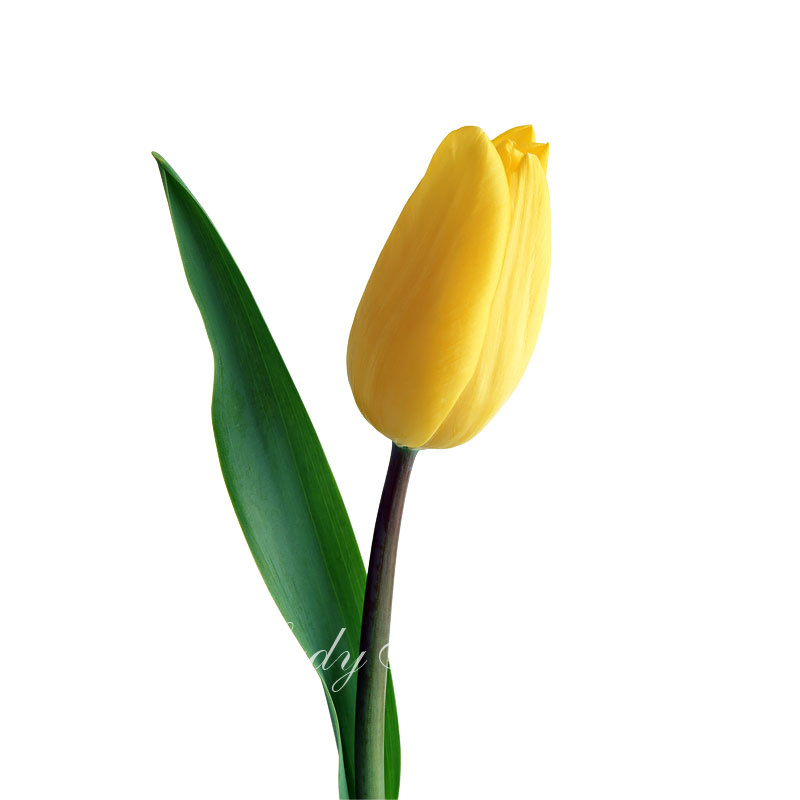 Тюльпан поштучно (желтый)